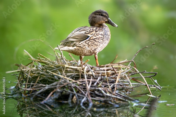 Obraz Mallard Duck on Nest