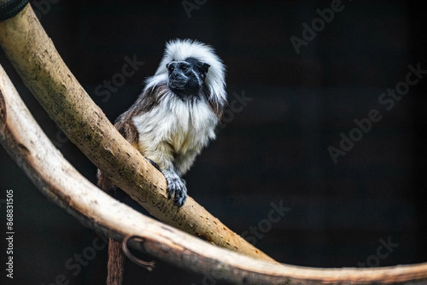 Fototapeta Cotton top tamarin (Saguinus oedipus) sits on a branch and looks sideways in Artis Zoo Amsterdam the Netherlands