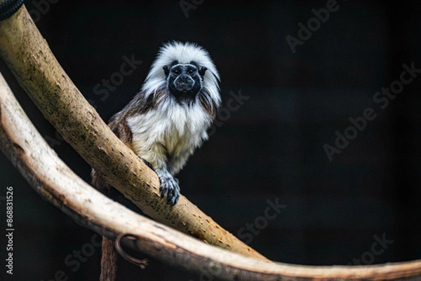 Fototapeta Cotton top tamarin (Saguinus oedipus) sits on a branch and looks at the camera in Artis Zoo Amsterdam the Netherlands