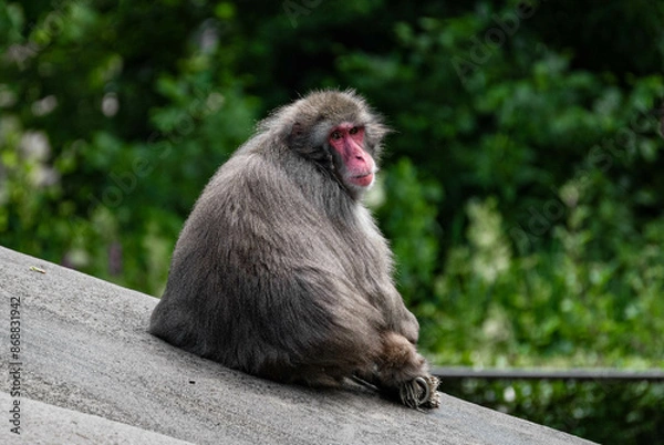 Fototapeta Japanese macaque (Macaca fuscata) sits on a rock and looks back over his shoulder at the camera in his enclosure in Artis Zoo the Netherlands Amsterdam