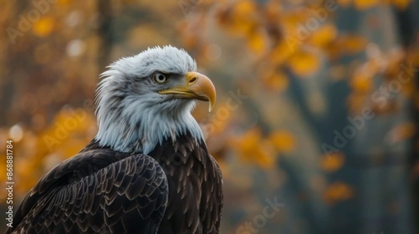 Obraz An eagle in an autumn forest setting, with intense and profound focus in its eyes, depicting the bird's sharp awareness and the serene yet vibrant environment around it.