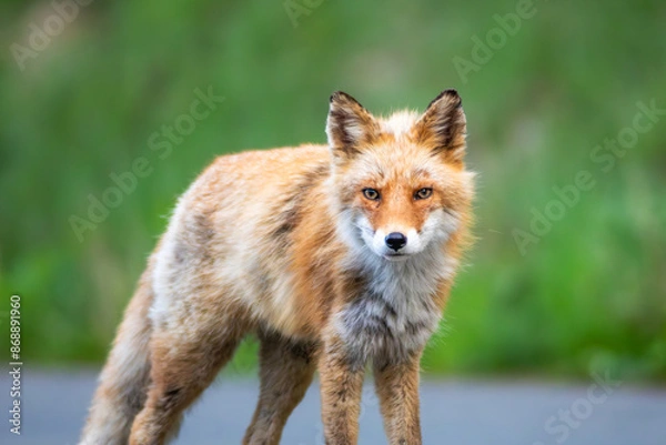 Obraz 凛々しいキタキツネ