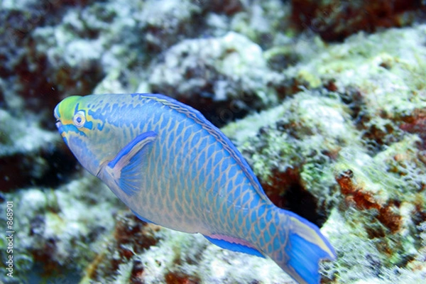 Obraz parrot fish