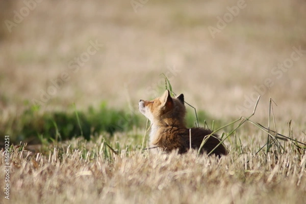 Obraz 草原で休むキタキツネ