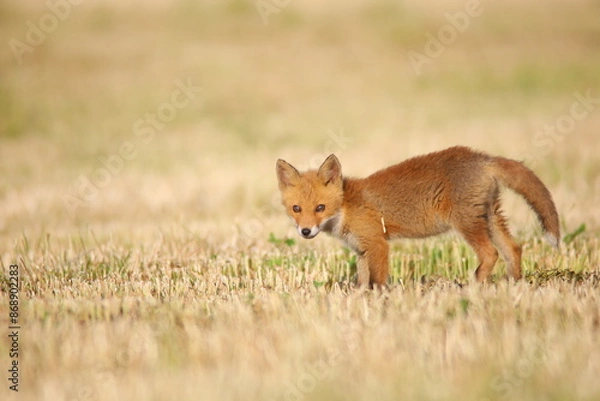 Obraz 草原を歩くキタキツネ