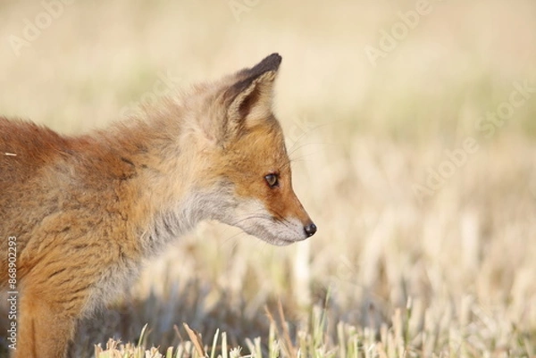 Obraz 草原を歩くキタキツネ