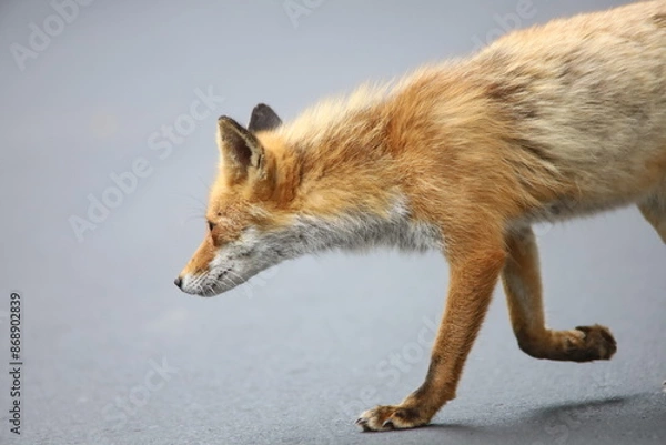 Obraz 道路を歩くキタキツネ