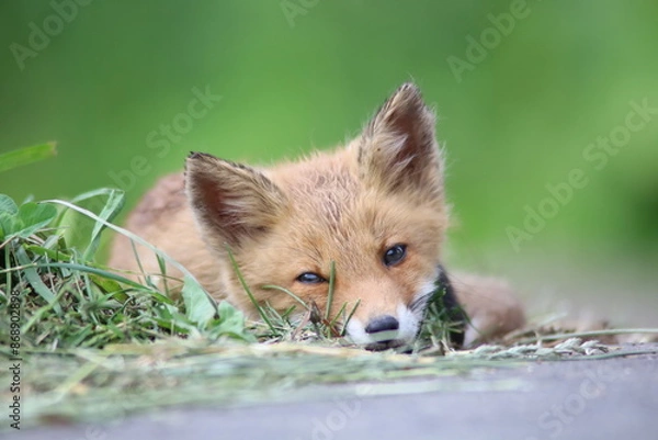 Obraz 砂利道で眠るキタキツネ