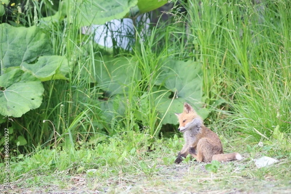 Obraz 林道で出会ったキタキツネ