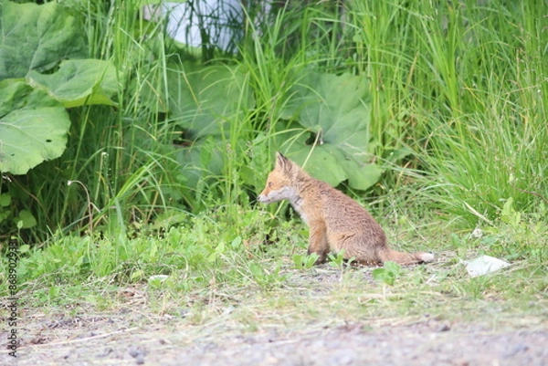 Obraz 林道で出会ったキタキツネ