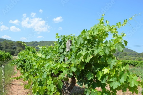 Obraz Vignes&Maures