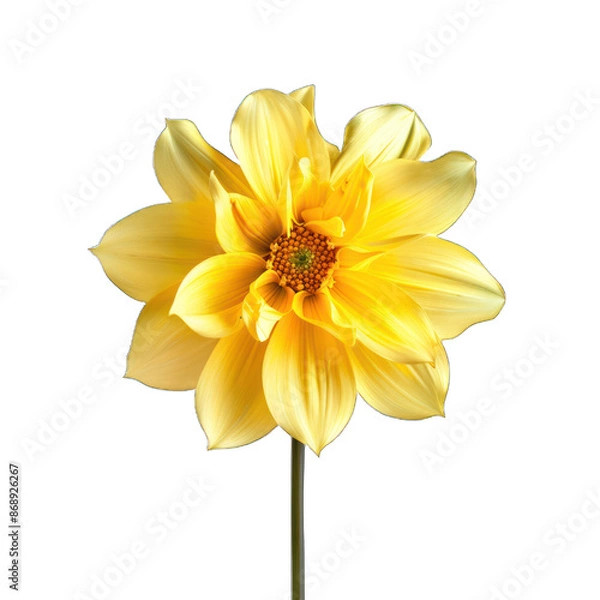 Fototapeta yellow flower isolated on white background