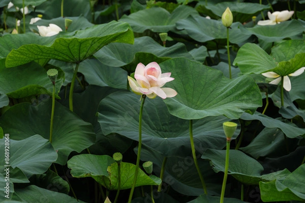 Fototapeta はす畑