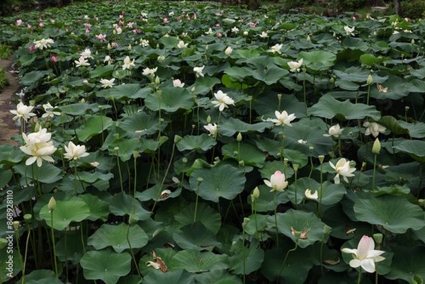 Fototapeta はす畑