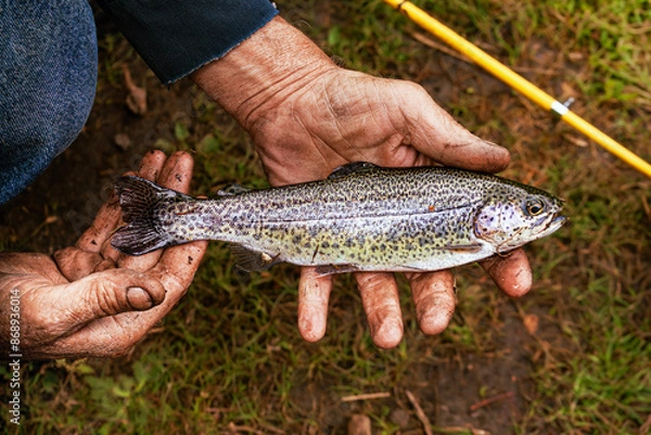 Fototapeta hand holding a trout