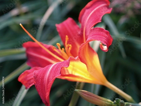 Fototapeta OLYMPUS DIGITAL CAMERA