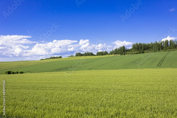 Fototapeta 丘の町美瑛の田園風景
