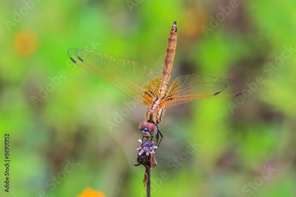 Obraz  dragonfly resting on a branch