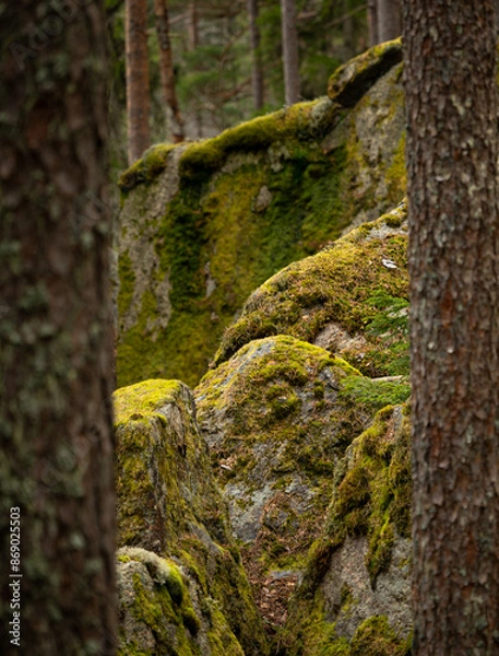 Obraz Huge stone boulders in the Swedish forest with moss and lichen. Natural springtime scenery of Scandinavian woodlands.