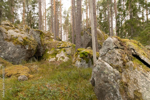 Obraz Huge stone boulders in the Swedish forest with moss and lichen. Natural springtime scenery of Scandinavian woodlands.