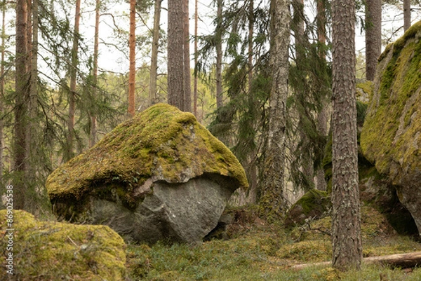 Obraz Huge stone boulders in the Swedish forest with moss and lichen. Natural springtime scenery of Scandinavian woodlands.