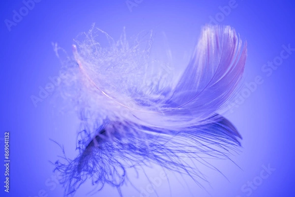 Fototapeta Beautiful feather on blue background. Birds feather texture, with reflection, close up. One Bird feather rotating, macro shot. Softness concept