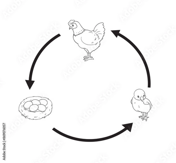 Obraz life cycle chicken cute cartoon for education kid