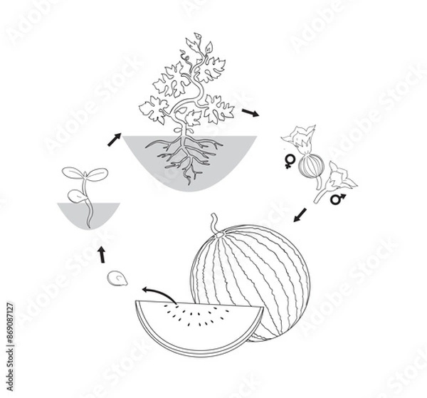 Obraz The growth cycle of watermelons.