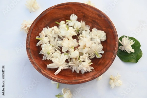 Obraz Jasminum sambac flower. The flower may be used as a fragrant ingredient in perfumes and jasmine tea. In India known as Mogra flower and beli flower. Its other names Arabian jasmine and Sambac jasmine.