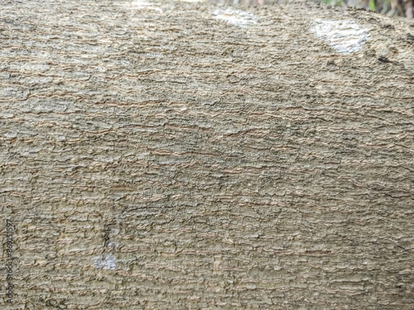 Fototapeta detailed texture of tree bark with rough surface and natural pattern