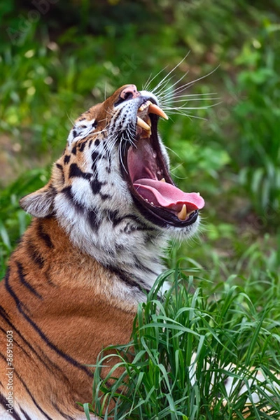 Obraz Tiger