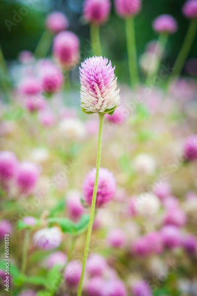 Obraz Pink flowers in garden