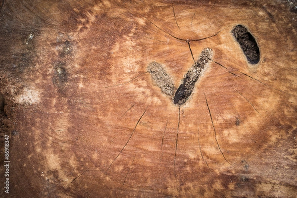 Obraz Wood texture of cut tree trunk