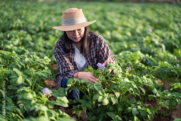 Fototapeta Young Asian woman smart farmer looking her potato field.
