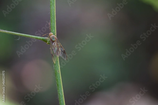 Fototapeta Insects hanging from branches on burr background