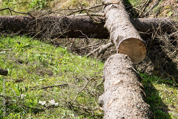 Fototapeta Sawed trunk  of tree on the ground, wood in cross section