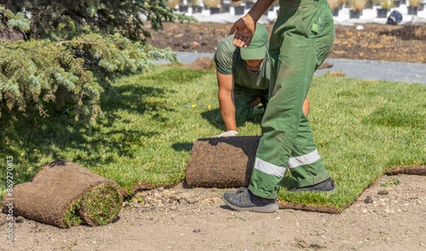 Fototapeta Two landscapers work together to lay down fresh sod rolls on a sunny day, creating a new lawn.