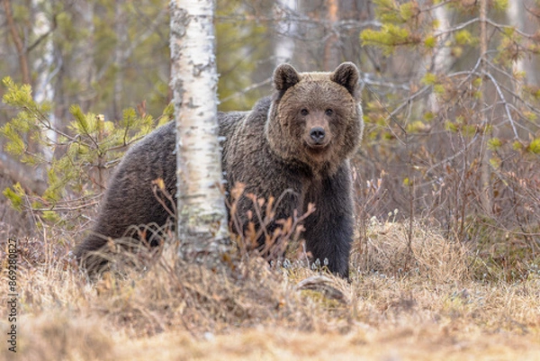 Obraz Eurasian brown bear waking up from hibernation