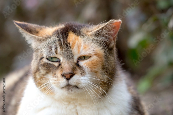 Fototapeta 夕刻ののらねこ