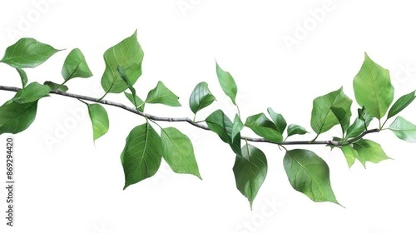 Fototapeta A natural branch of a tree with vibrant green leaves