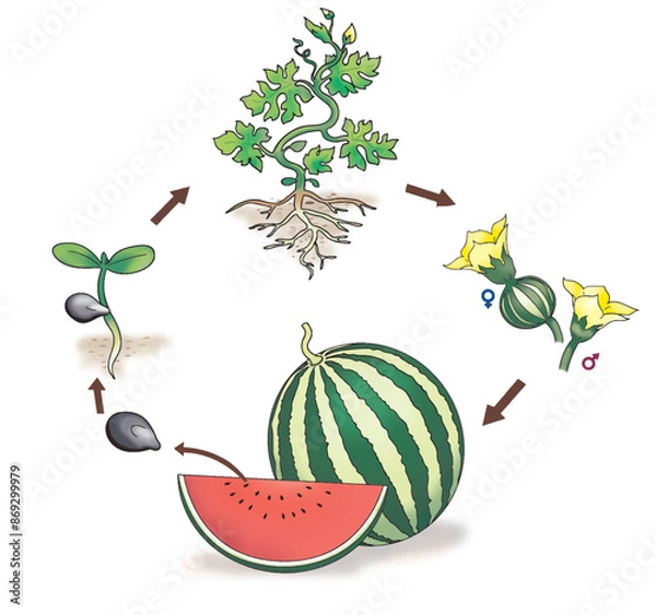 Obraz The growth cycle of watermelons tree.