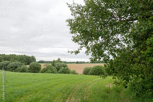 Obraz Rustic Countryside Field and Trees