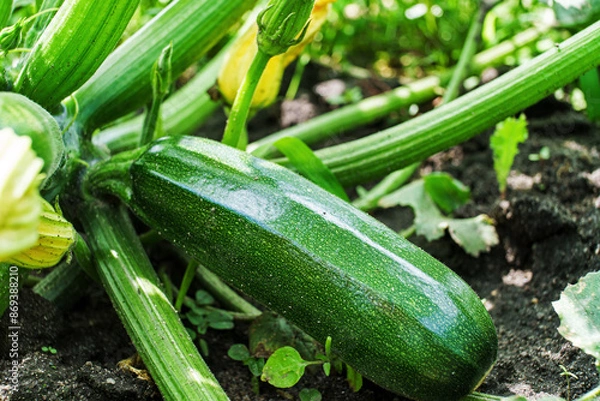 Obraz Green zucchini in garden