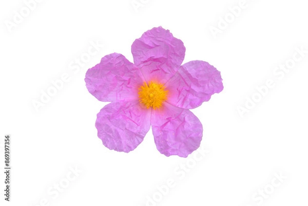 Fototapeta Cistus albidus or grey-leaved cistus pink flower with crinkled petals and yellow stamens isolated transparent png