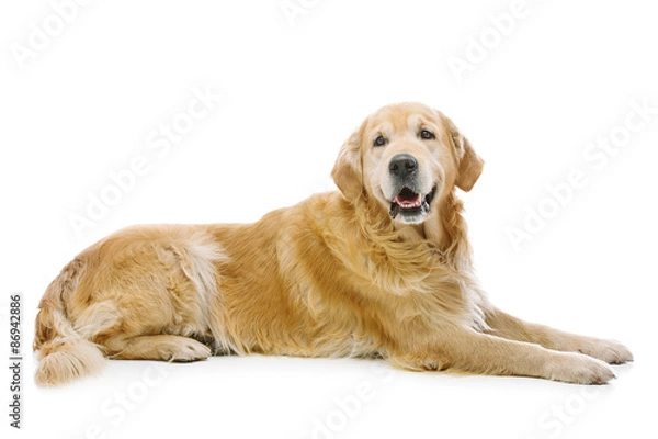 Obraz Labrador dog
