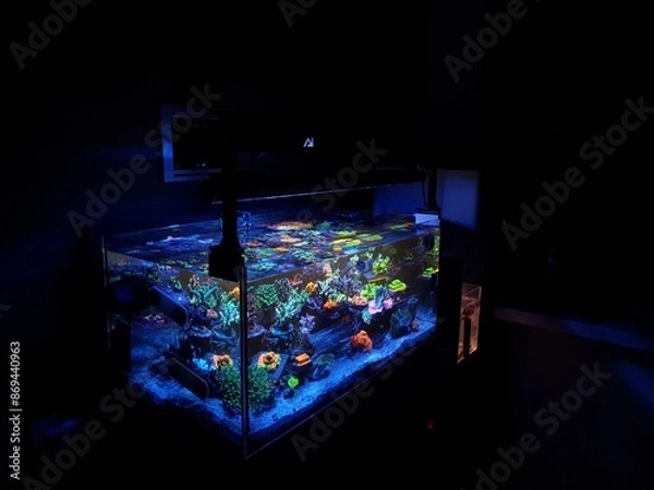 Obraz 해수어항(reef tank)