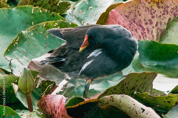 Obraz Common moorhen (Gallinula chloropus) in water lily leaves