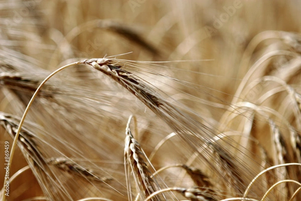 Obraz kłos pszenicy 10