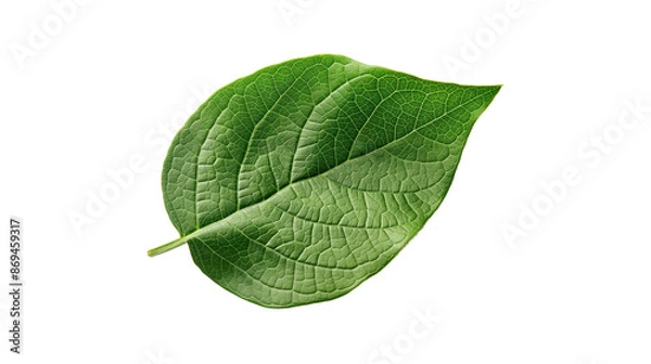 Fototapeta A leaf is shown on a white background
