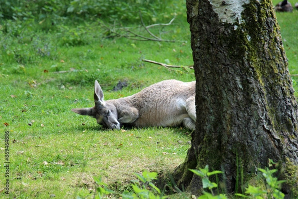 Obraz Kangaroo sleaping behind tree